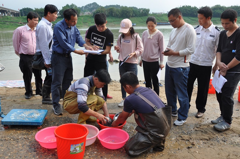 现场清点、验收鱼苗1.JPG