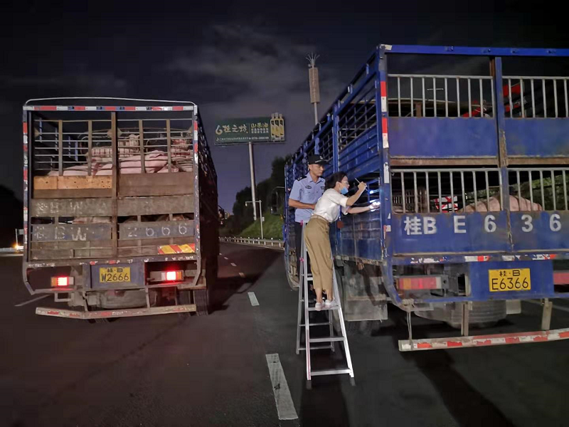 工作人员在查验生猪运输车辆.png 工作人员在查验生猪运输车辆.png