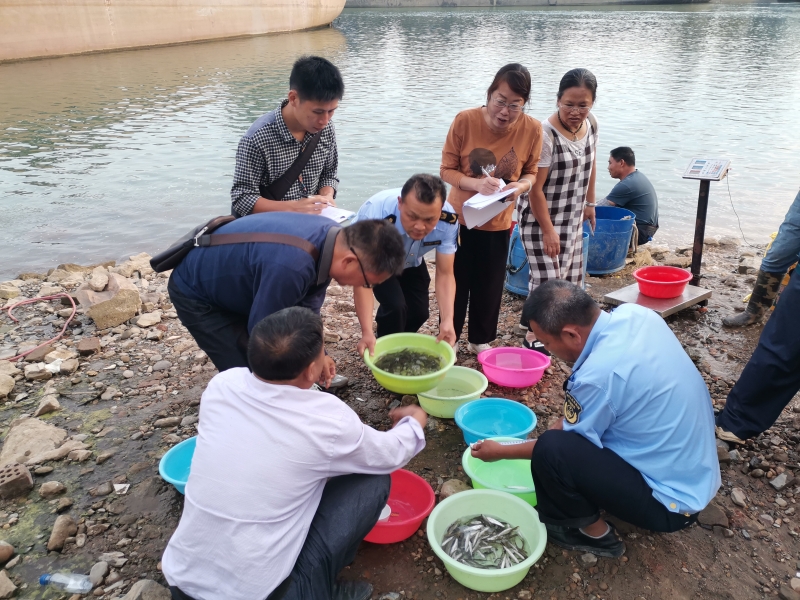 现场开展鱼苗数量清点、称重、鱼体长度测量和数据统计（梁艳薇 摄）.jpg