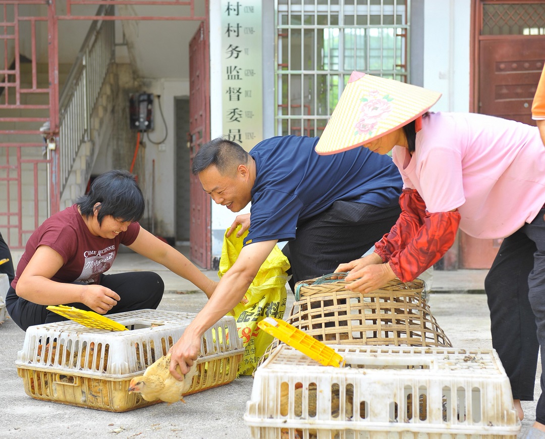 以苗为引育希望，同心共谱振兴章 摄影-梁雄彬.jpg